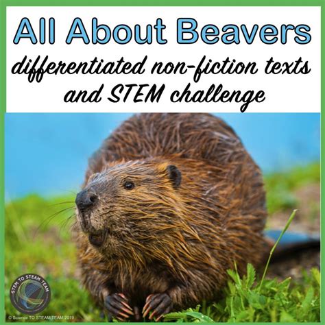 Beavers Facts Differentiated Texts and STEM Challenge - Science and STEAM Team