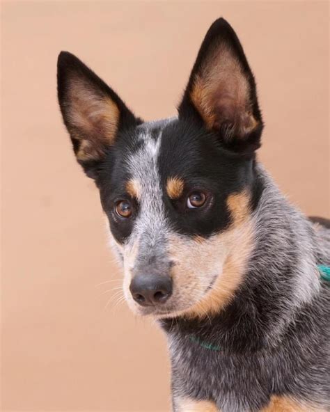 Adopt Diamond on Petfinder | Australian cattle dog blue heeler ...