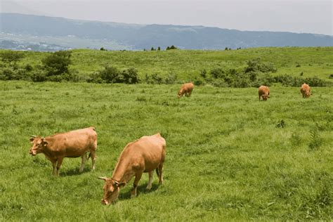 9 Popular Scottish Cow Breeds With Pictures And Facts