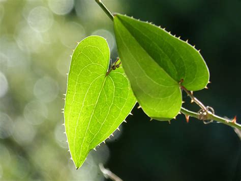 Sarsaparilla Plant Health Benefits