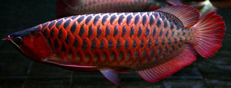 DRAGON FISH AROWANA: Several species of arowana