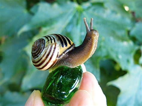 My Pet Snail 2 by PrincessInHeaven on DeviantArt