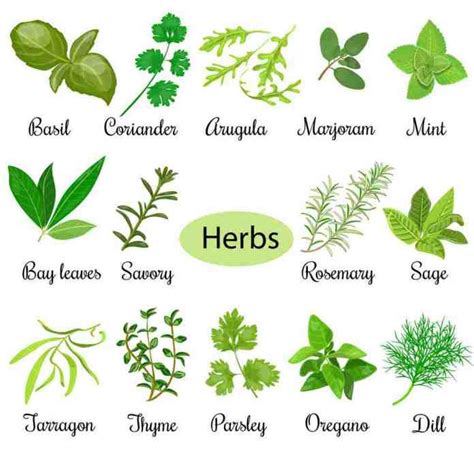 Herbs for Weight Loss | pajibonline