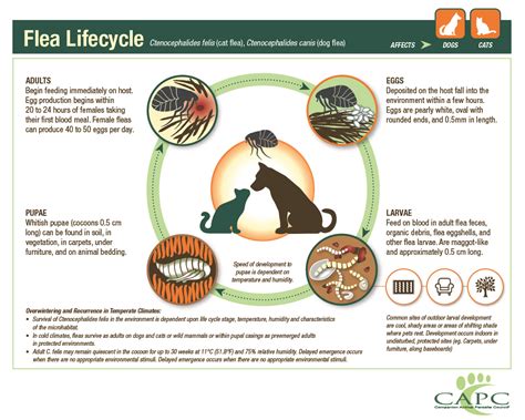 Pulex Irritans Life Cycle