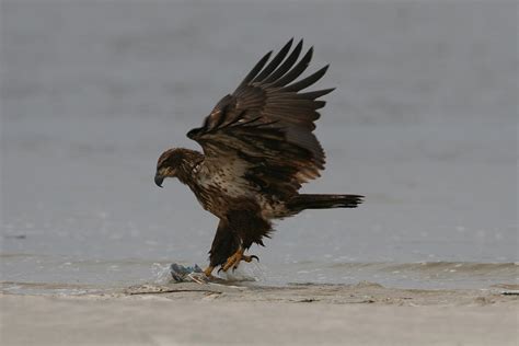 Eagle Hunting Photograph by Bob Richter | Fine Art America