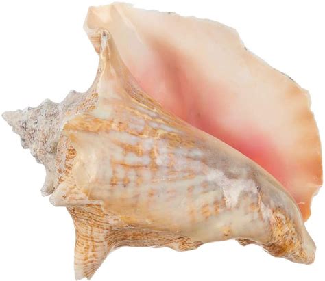 Conch Shell Garden Quality | 6"-8" Imperfect Conch Sea Shell - Free Nautical eBook by Joseph ...