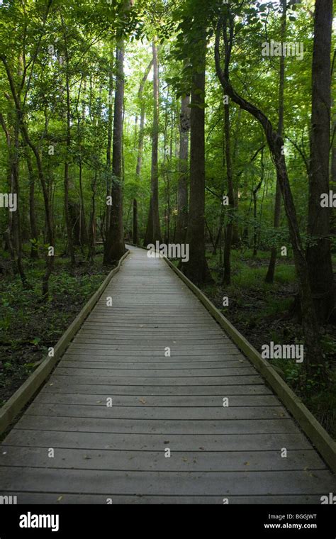 Boardwalk path through forest trees, Congaree National Park, near Columbia, South Carolina Stock ...