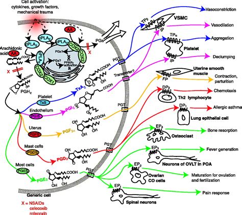 Prostaglandins and Leukotrienes: Advances in Eicosanoid Biology | Science