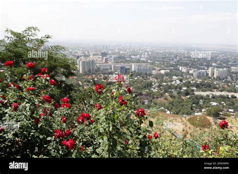 Skyline Almaty and red roses, Southern Kazakhstan Stock Photo - Alamy