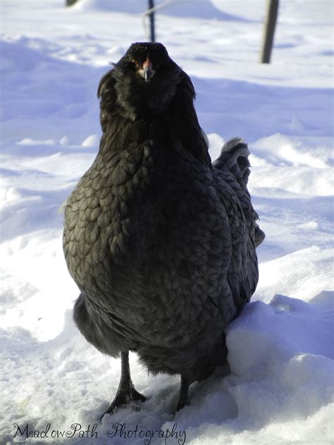 Blue Ameraucana Chickens | Purely Poultry