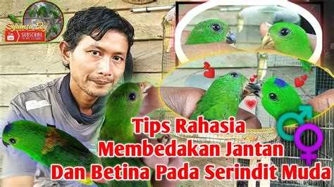 Perbedaan Burung Serindit Jantan Dan Betina – Galeri Solusi Dan Tips