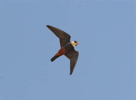 Bat Falcon in flight.jpg (2016×1480) | Animals, Bird, Big cats