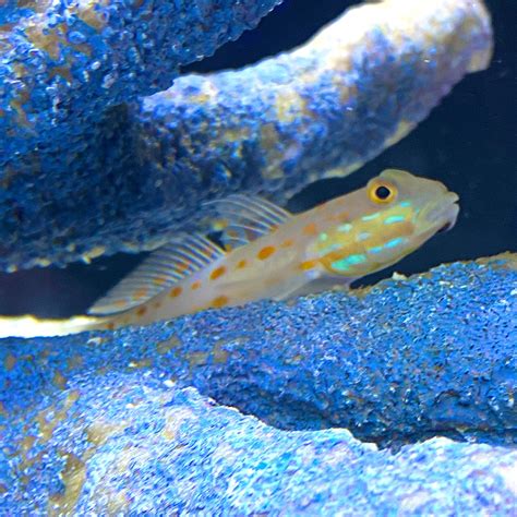 Diamond Goby – New Wave Aquaria