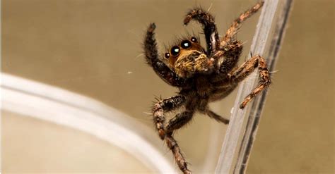 What Do Jumping Spiders Eat? - A-Z Animals