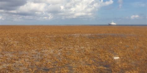 Scientists discover the world's biggest seaweed patch. They say it ...