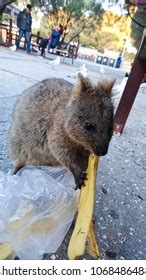 239 Quokka Eating Images, Stock Photos & Vectors | Shutterstock