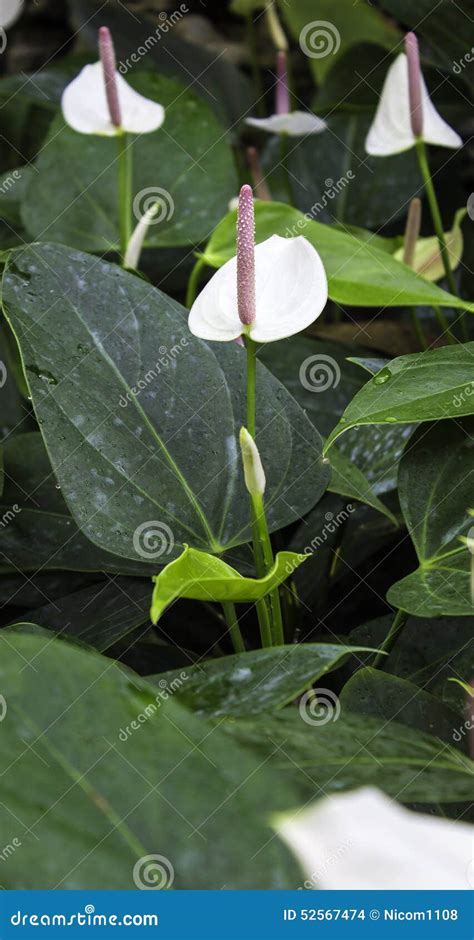 Spadix stock photo. Image of summer, beautiful, floral - 52567474