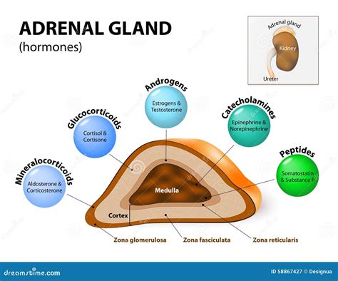 Hormones Of The Adrenal Gland Cartoon Vector | CartoonDealer.com #168792343