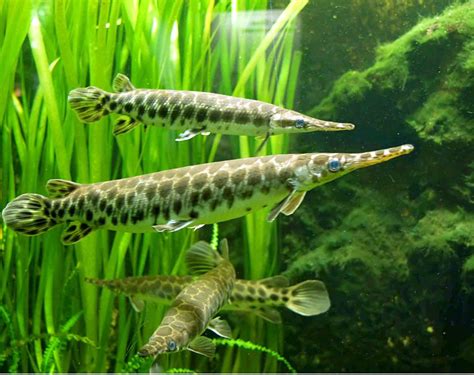 Alligator Gar Wallpapers - Wallpaper Cave