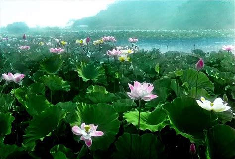 THE LOTUS POND | Flickr - Photo Sharing!