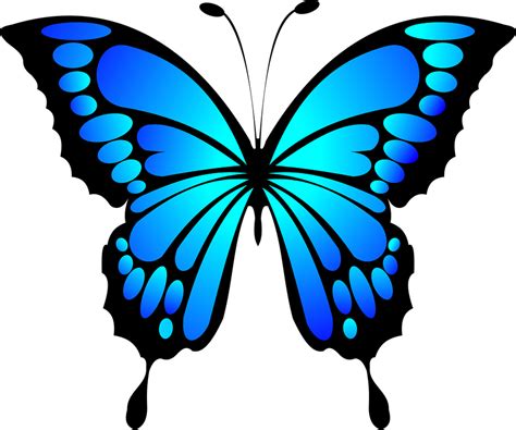 Butterfly Blue Insect · Free vector graphic on Pixabay