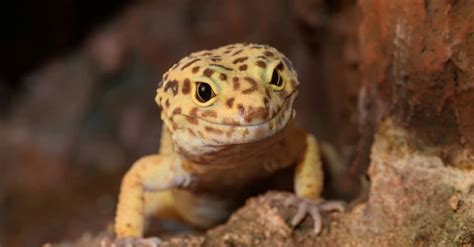 Leopard Gecko - A-Z Animals