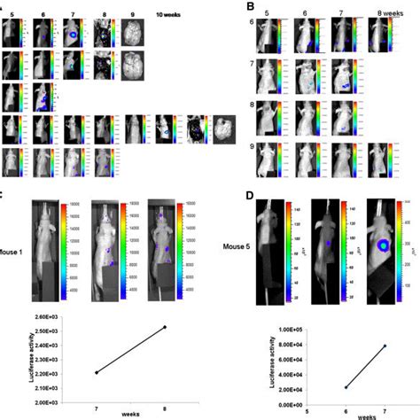 Detection of metastasis of γ-IR-treated mice using bioluminescence ...