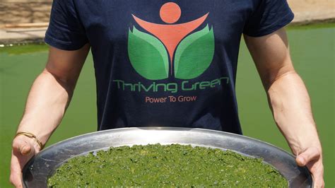 How exactly does spirulina cultivation work? | Thriving Green