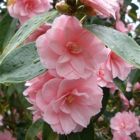 Camellia Spring Festival - Millais Nurseries