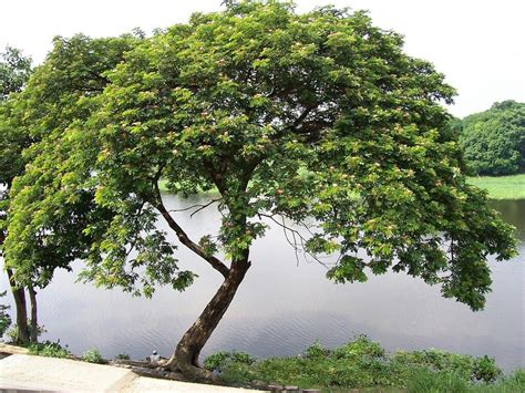 Pin by Jan Pretorius on Trees Of South Africa | Acacia tree, Tree, Acacia