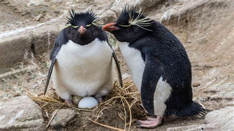 Can You Identify These Animals That Lay Eggs? | Zoo