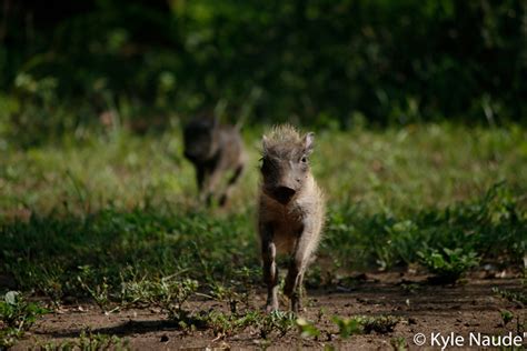 Orphaned baby warthogs find a home at Rhino River Lodge - Africa Geographic