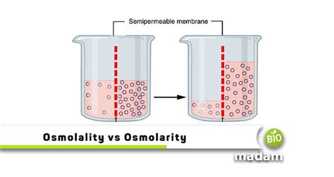 Difference Between Osmolarity And Osmolality - biomadam