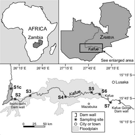 (PDF) Hybridisation between native Oreochromis species and introduced Nile tilapia O. niloticus ...