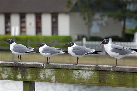 Urban Wildlife Guide: Laughing Gull Season is Almost Over