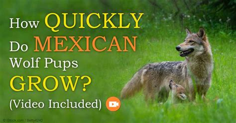 Conservation Efforts Help Save Mexican Wolves from Extinction