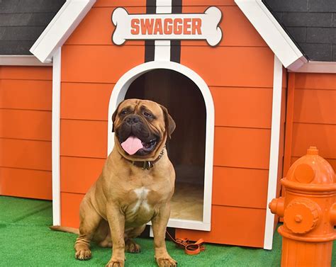 Cleveland OH- Cleveland Browns Mascot "Swagger" Has Died at 6 Years Old ...