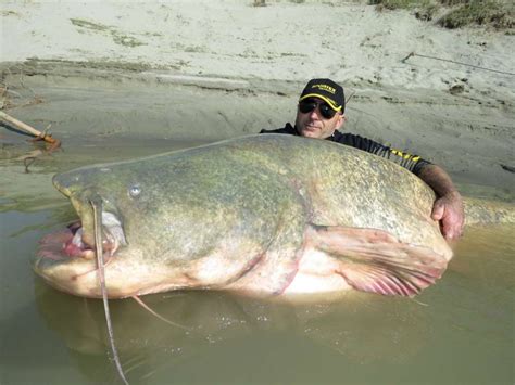 Incroyable, il pêche un poisson géant de 127 kg - Sud Ouest.fr