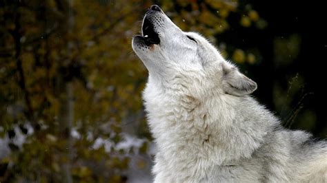 Howling Wolf, nature, Wolf, Howling, animals, HD wallpaper | Peakpx