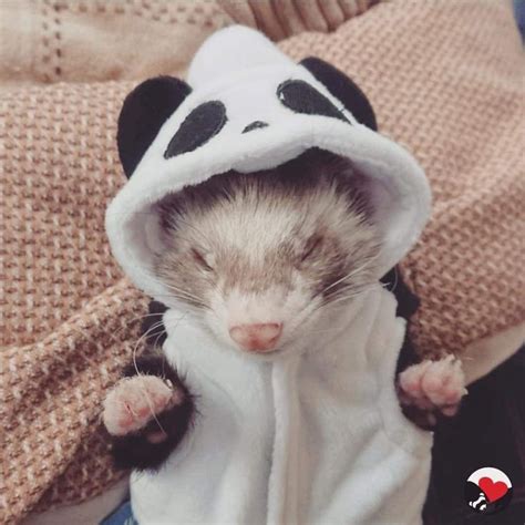 Pin on Ferret clothes