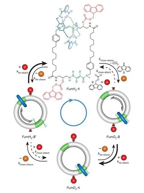 Molecular motors start chemically-fuelled journey | Research | Chemistry World