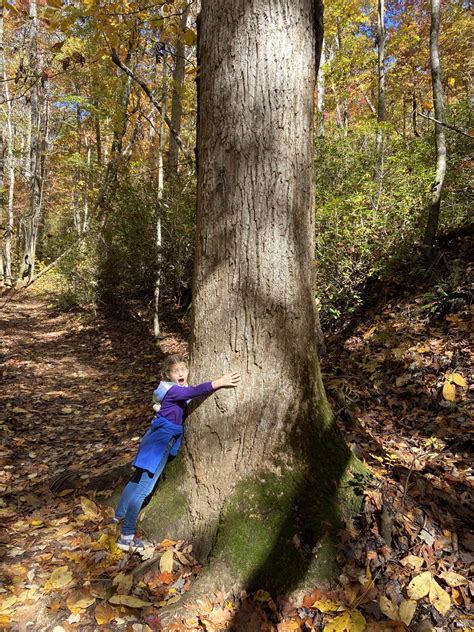 Yellow Branch Falls Hike in Walhalla, SC