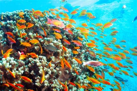 Best Diving sites in Aqaba – Red Sea Scuba dive reviews by Divezone