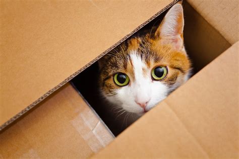 TIL Research shows that cats that are provided with empty boxes are more interactive, friendly ...