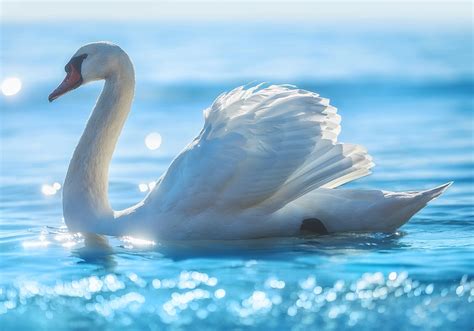 Swan Symbolism & Spiritual Meaning (+ Spirit Animal) | World Birds