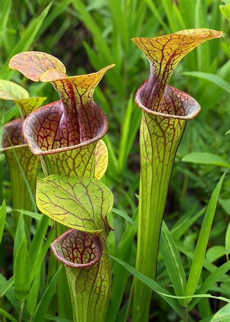 Pitcher Plant Carnivorous - Urban Garden Center