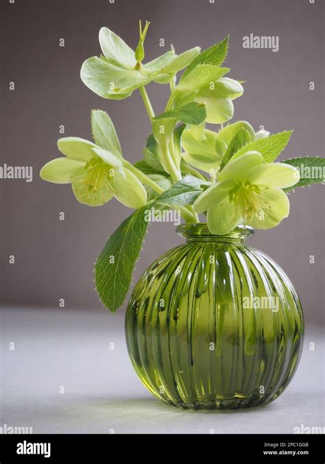 A small posy of Helleborus argutifolius (Holly-leaved hellebore) flowers cut from the garden and ...