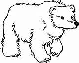 Free Printable Bear Coloring Pages sketch template