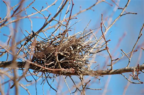 Northern Cardinal nest | Project Noah