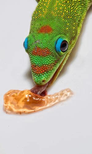 Gold Dust Day Gecko Care Sheet - SnakeTracks.com